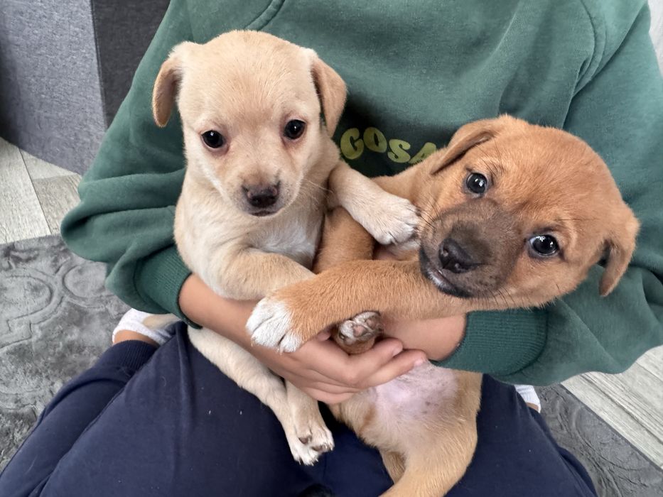 Oddam pieski w dobre ręce