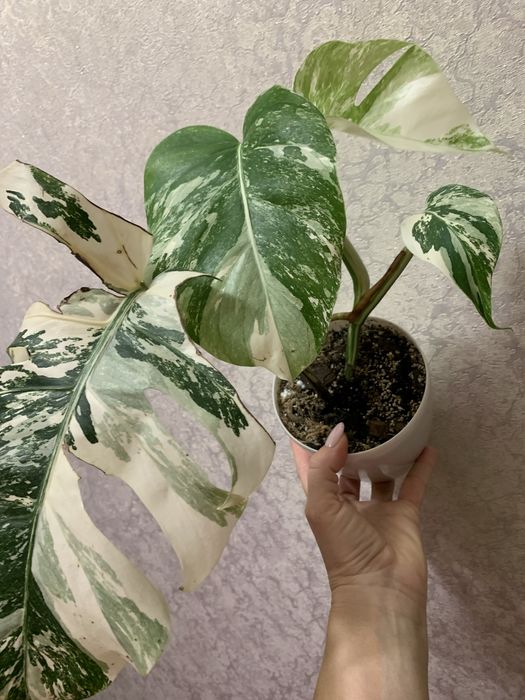 Продам монстеру Альба