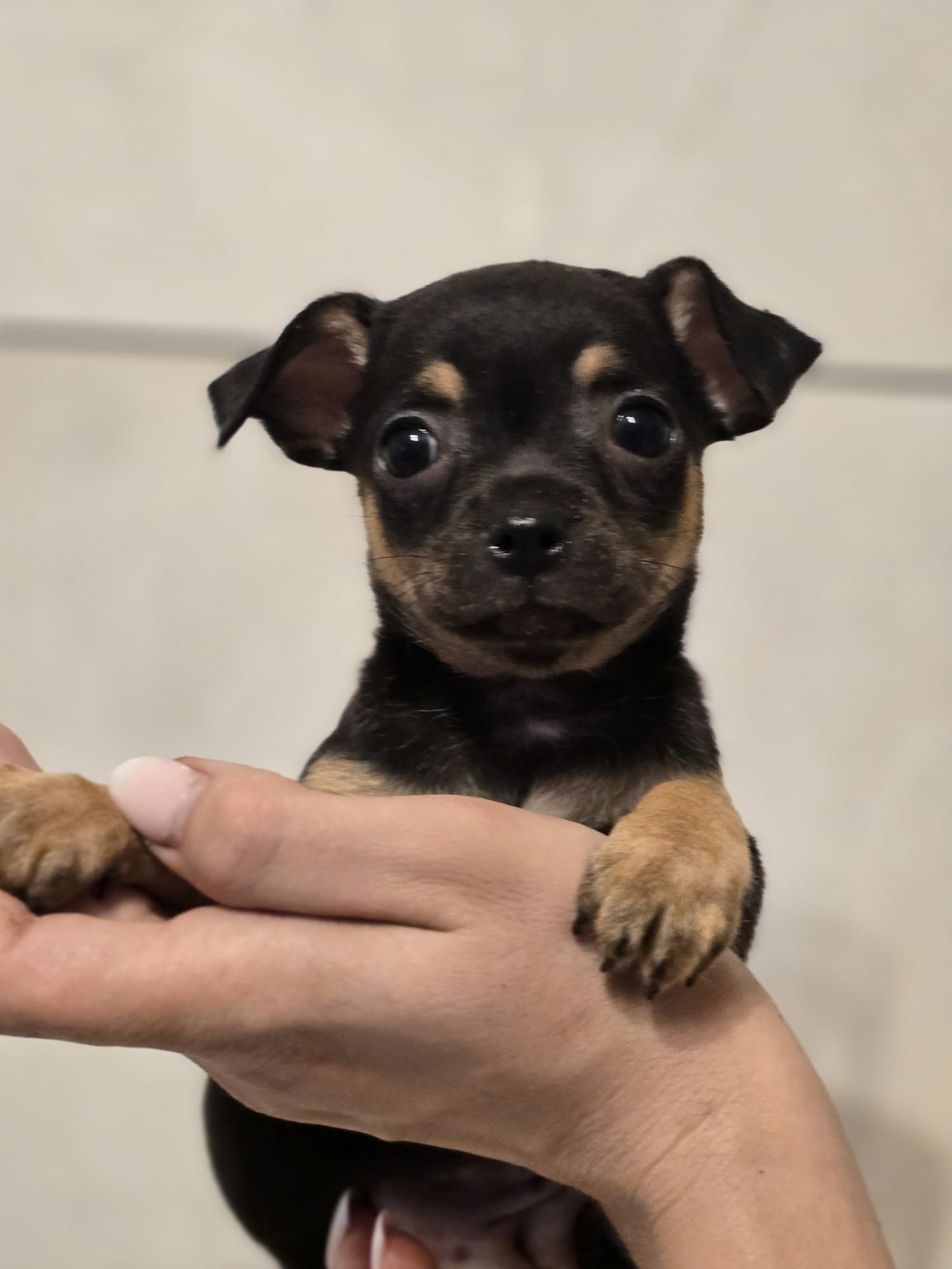 CHIHUAHUA suczka z metryką chip szczeniak szczenię