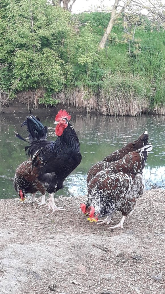 Інкубаційне яйце курей породи лівенська ситцева.