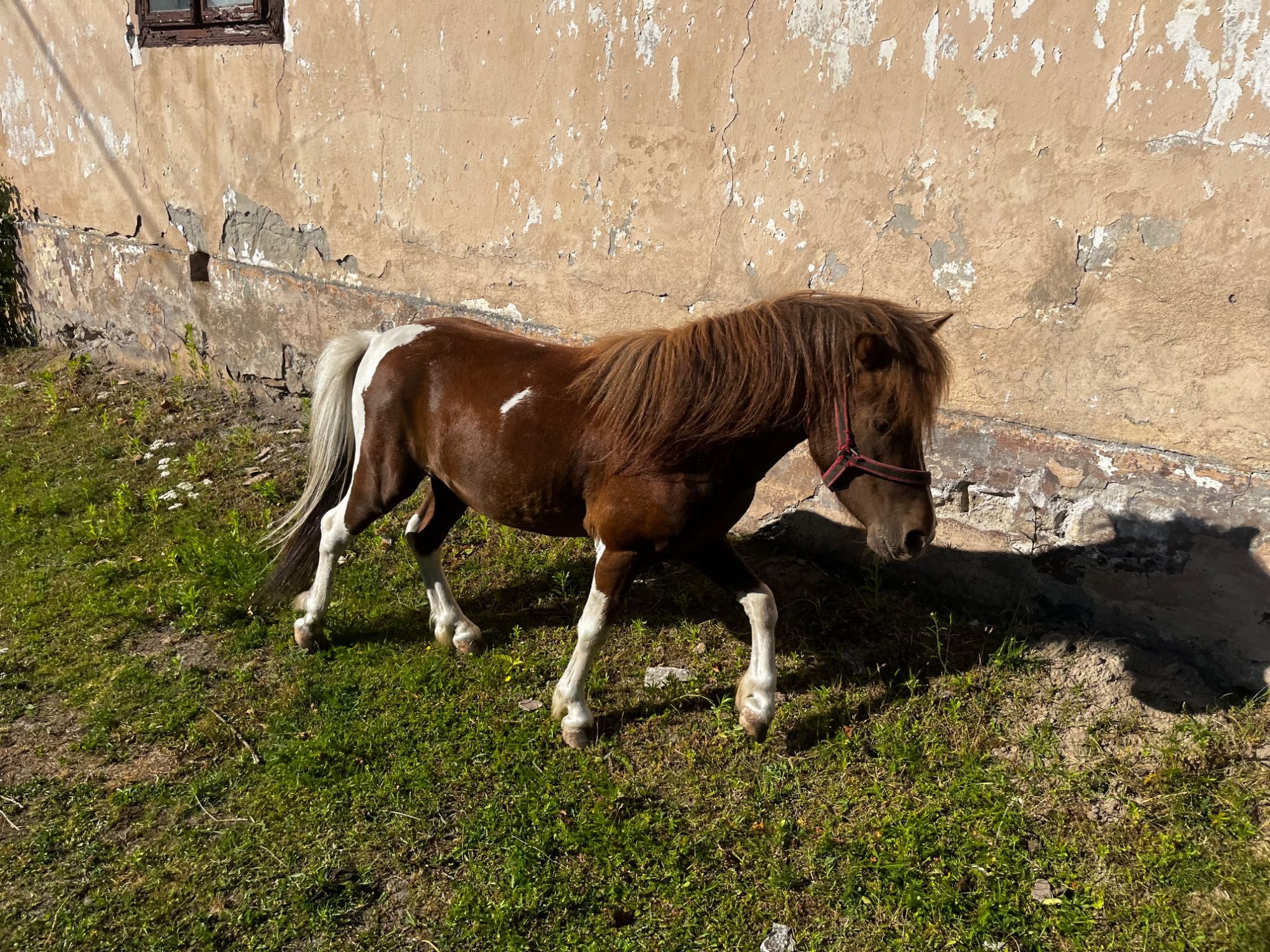 Kucyk ogier czteroletni