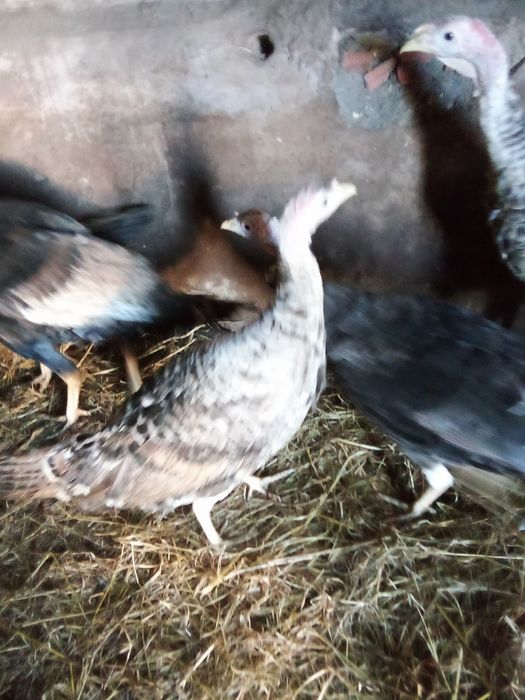 Ovos de perua fecundados (galados)