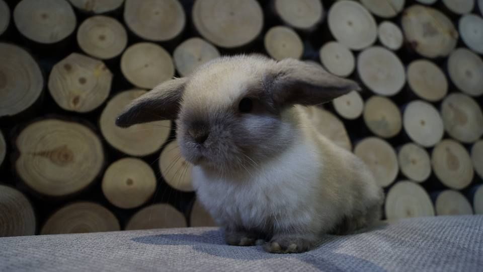 Mini Lop Baranek Miniaturowy Miniaturka Hiszpania Anglia metryka