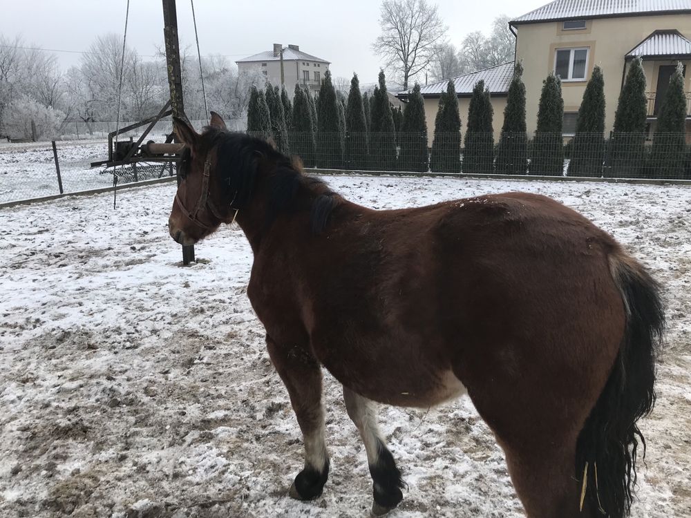 Źrobka zimnokrwista 16 miesięczna klaczka klacz koń klacz