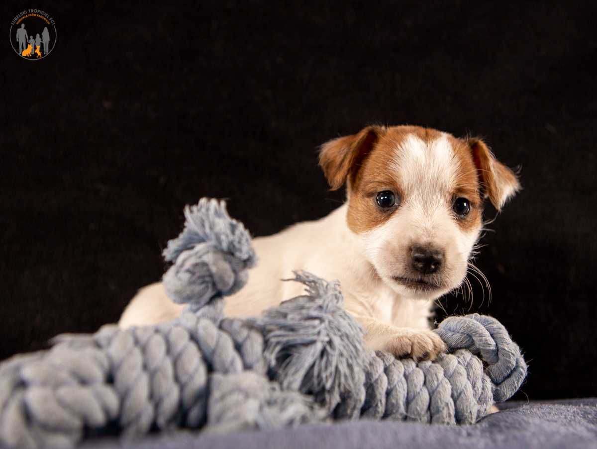 Jack Russell Terrier ZKwP FCI suczka rezerwacja