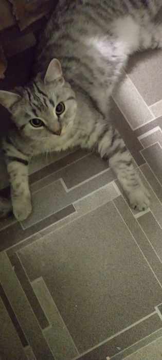 Шотландские чистокровные котята от клубного папы кота.
