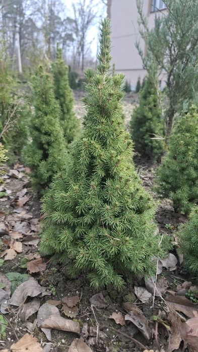 Коніка ялинка Канадська