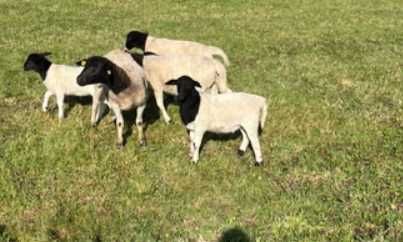 Ovelhas Dorper Puras