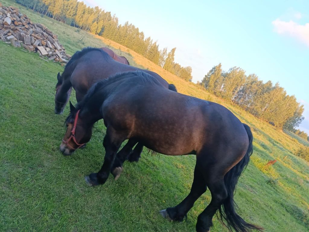 Klacz cztery lata