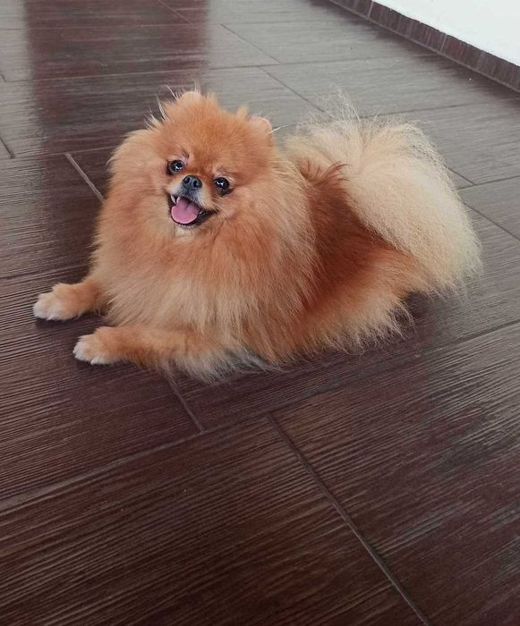 Sunia Pomeranian Szpic miniaturowy
