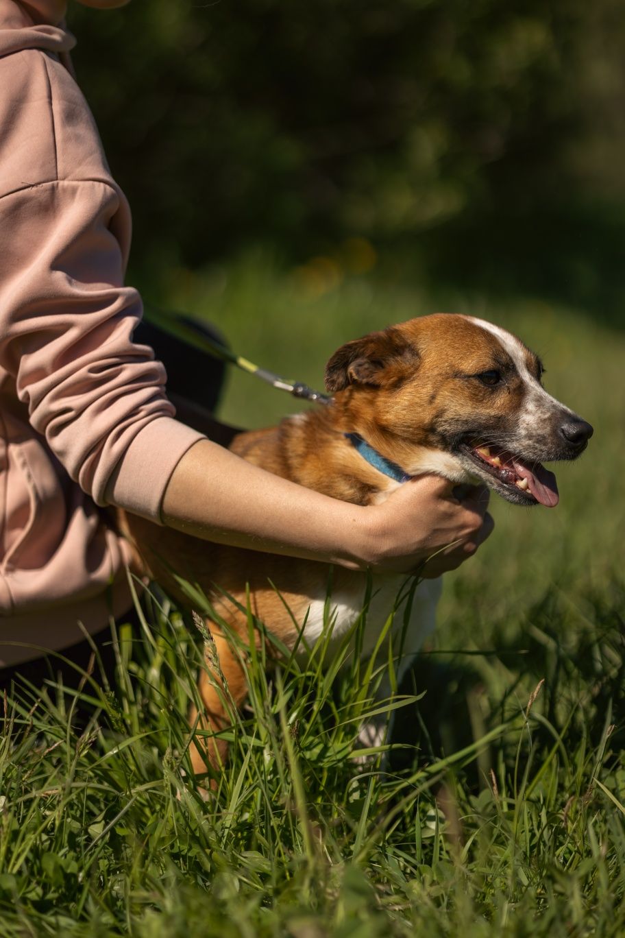 CIAPEK - szuka domu do adopcji