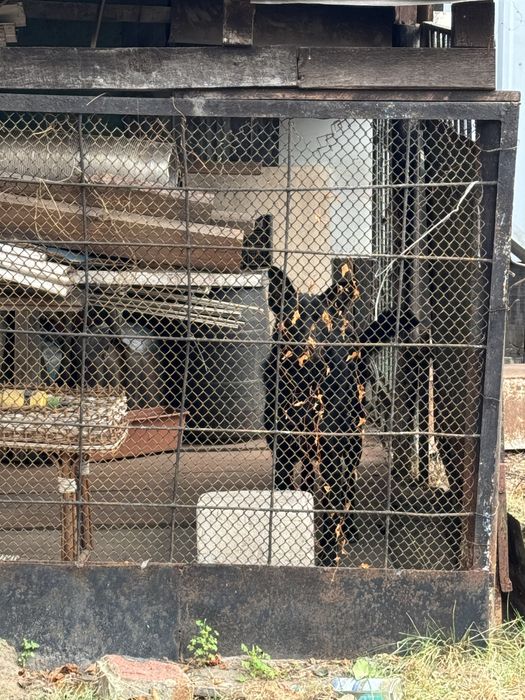 Здам в оренду будинок Ірпінь поряд Центр