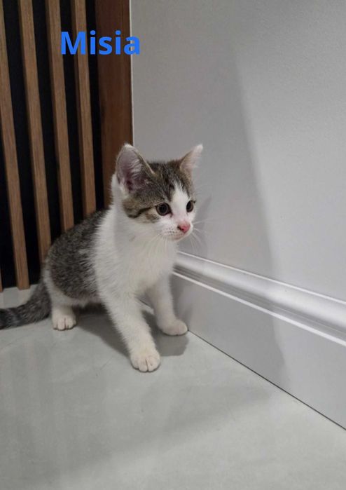 Oddam za darmo trzy urocze kotki :)