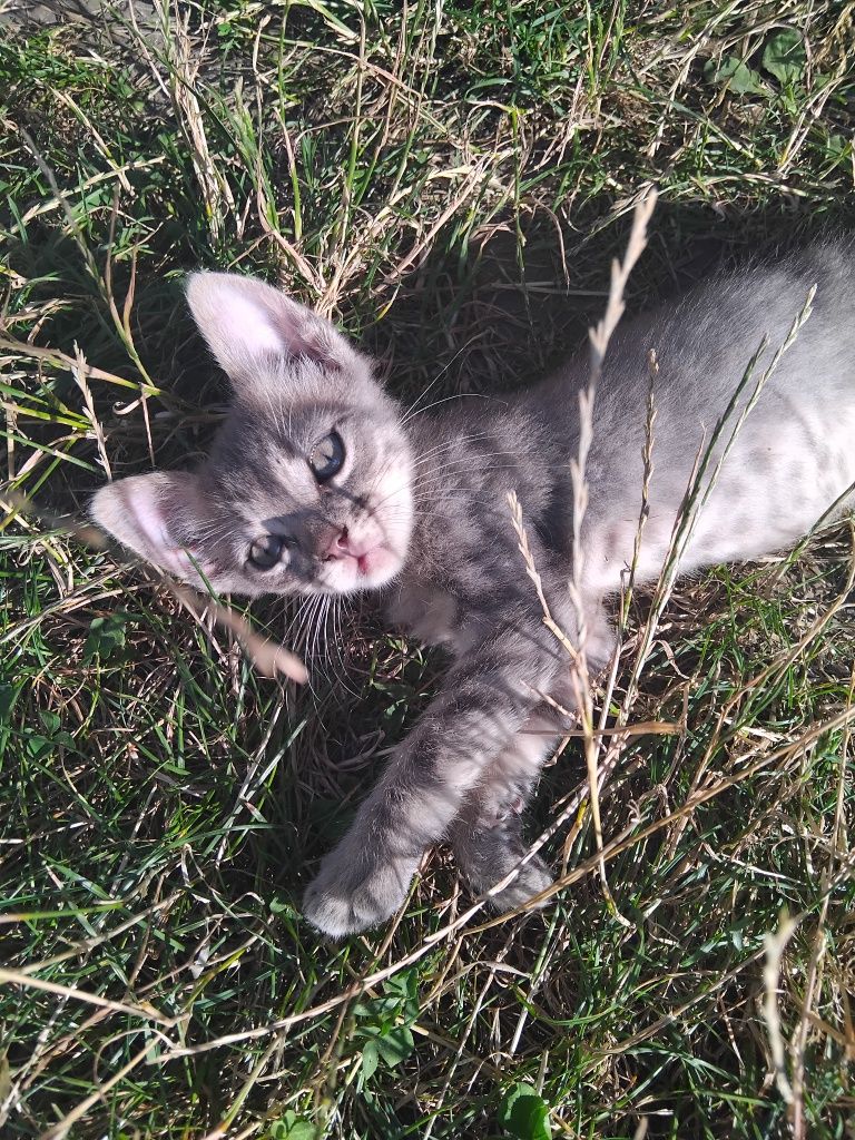 Віддамо котиків добрим людям