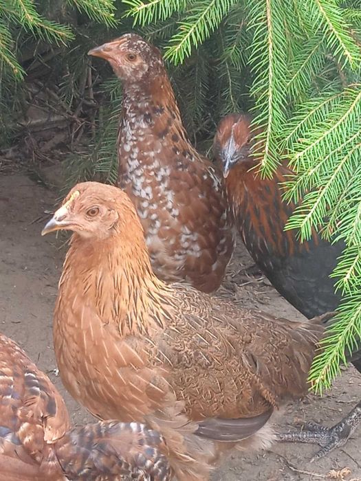 Kury nioski 16 tygodniowe