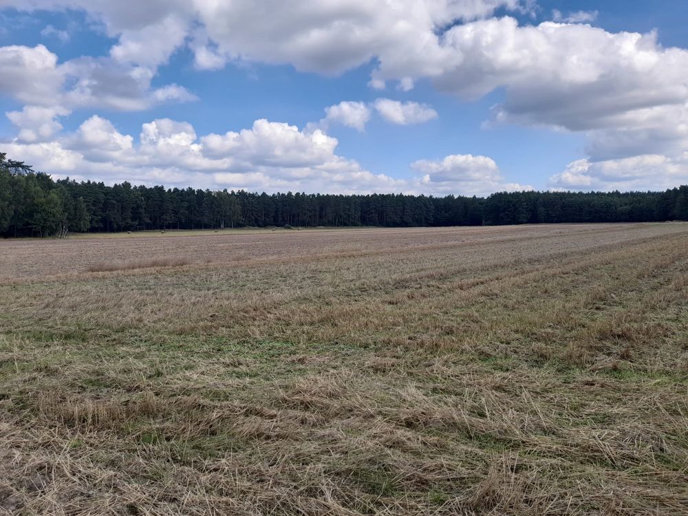 Działka /pole na sprzedaż 5,2 ha.wraz z lasem