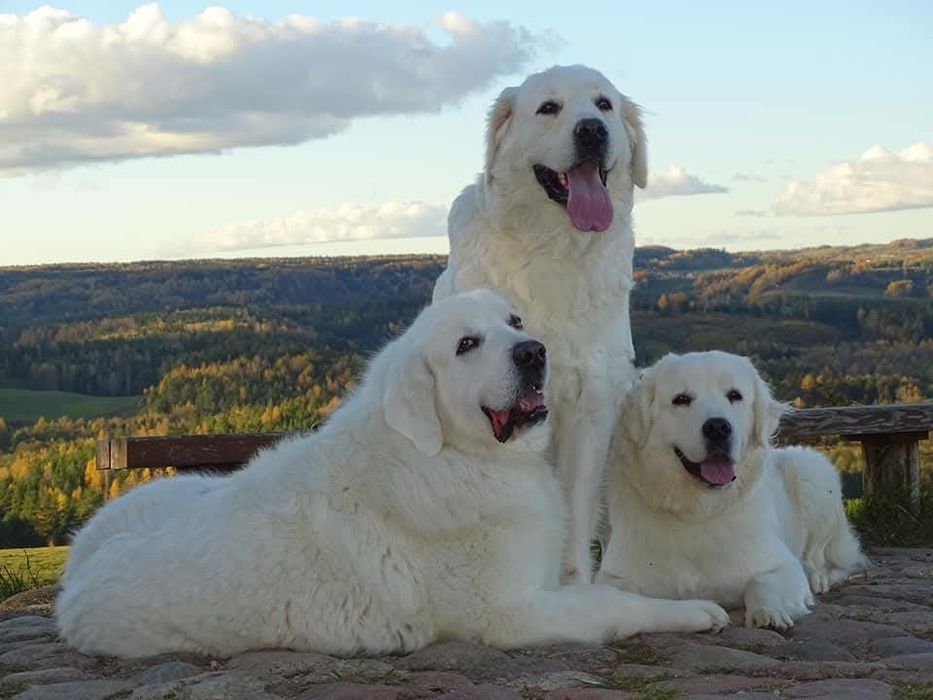 Suczka !!! Owczarek Podhalański !!!