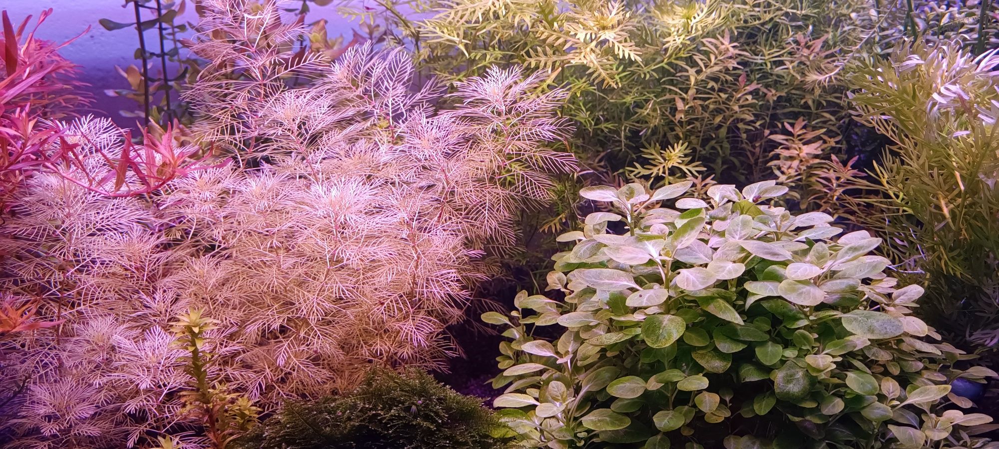 Rośliny akwariowe. Ludwigia , rotala, pogostemon...