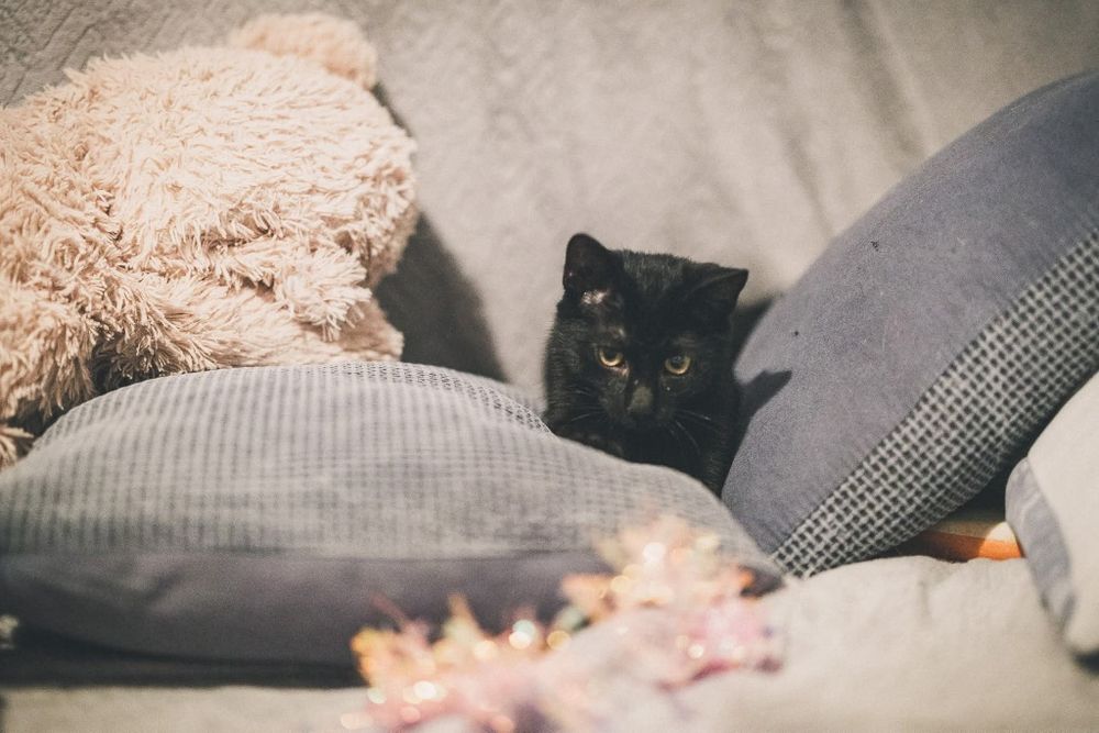 5-miesięczny czarny kotek szuka nowego domu :(