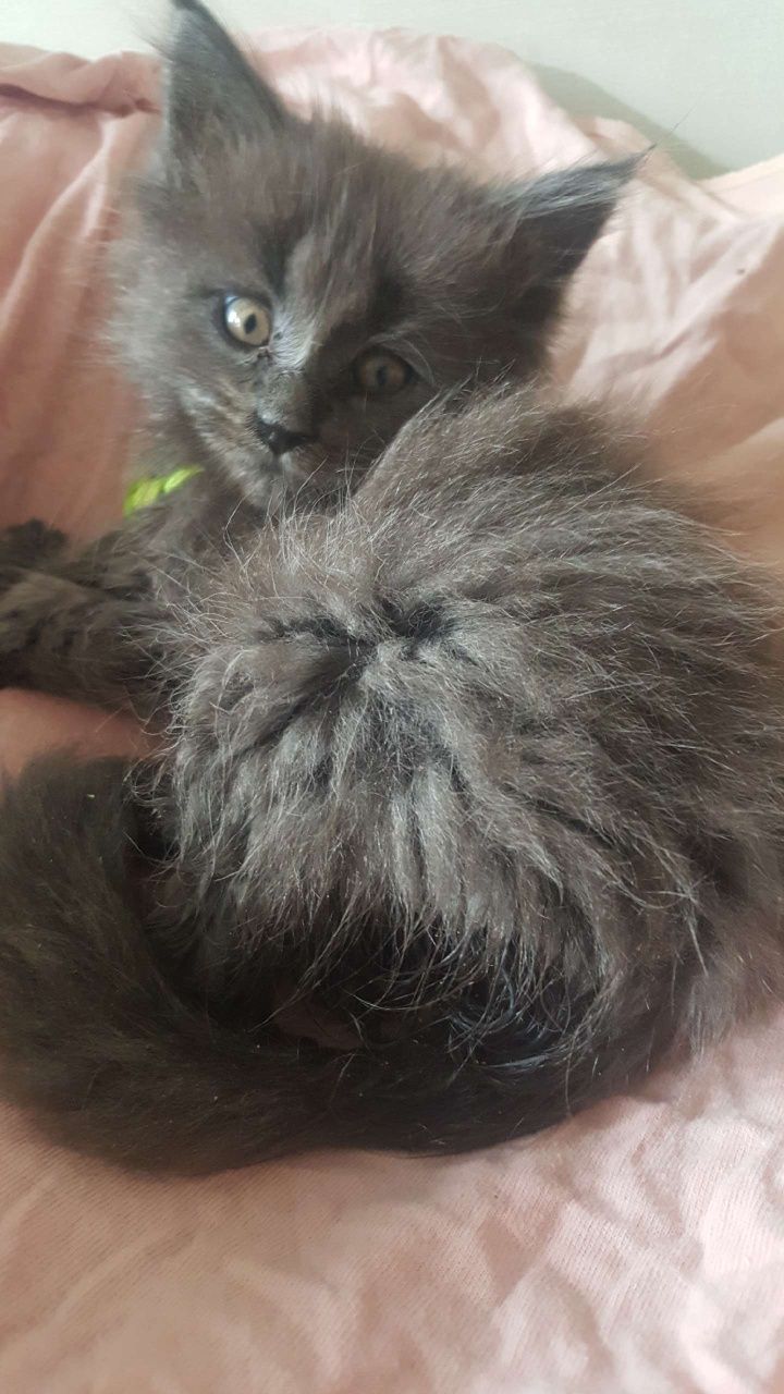Niebieska kotka Maine Coon