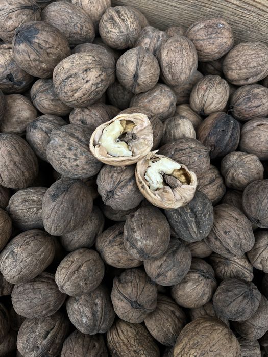 Горіхи ( в шкаралупі )