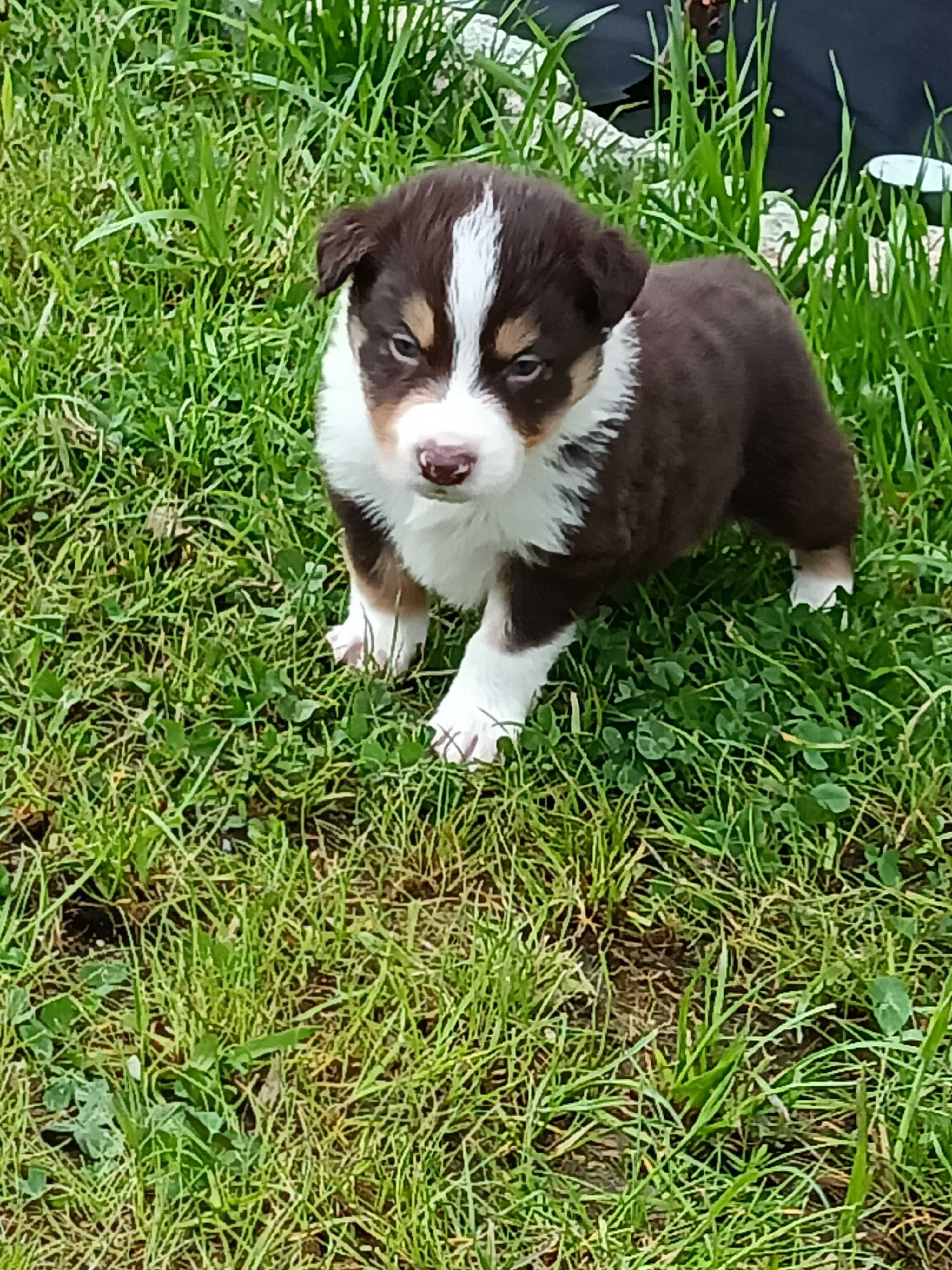 Border Collie-pieski czekoladowe