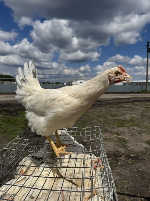 Молодка 4.5 мес, ломан сенди