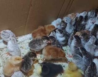 Piskleta przepiorka mix , perliczka mix