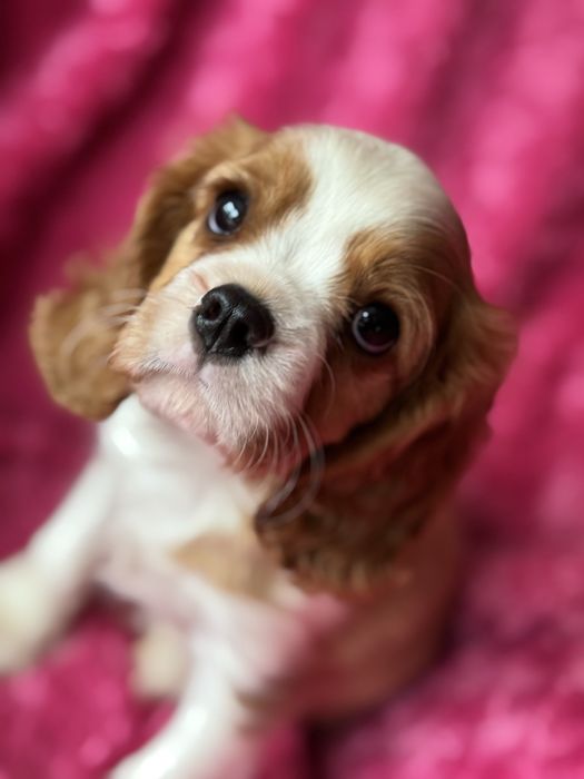 Piesek blenheim - Cavalier King Charles Spaniel