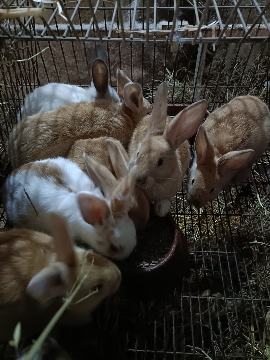 Coelhos caseiros boa raça