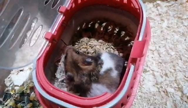 Chomik syryjski samiec