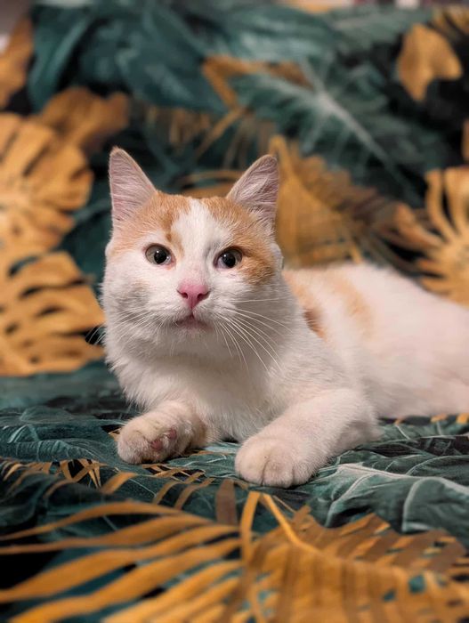 Maniek - kocurek z wielkim sercem szuka swojego domu!