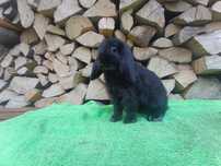 Mini Lop króliczki miniaturki baranki