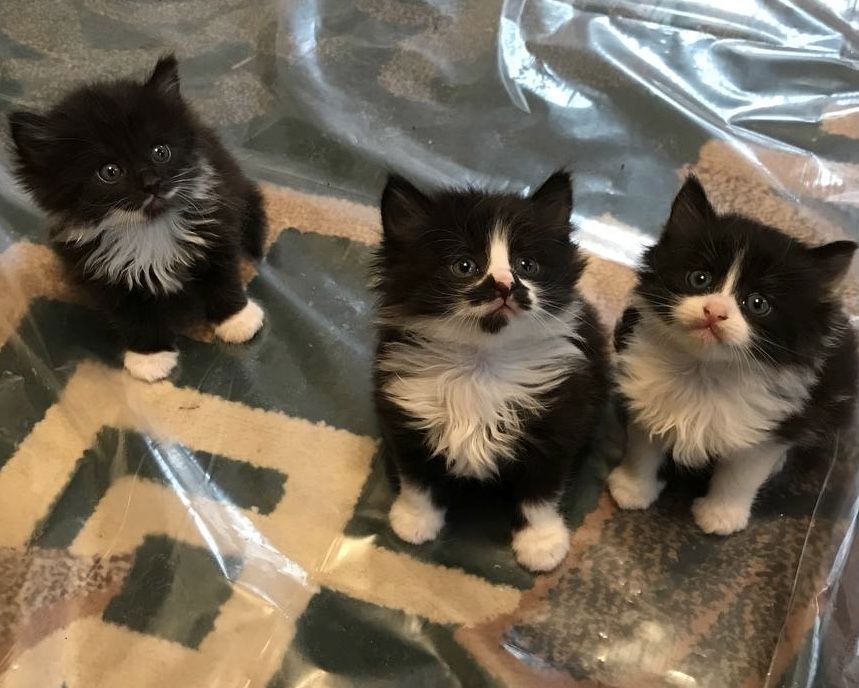 Кошенята в добрі руки