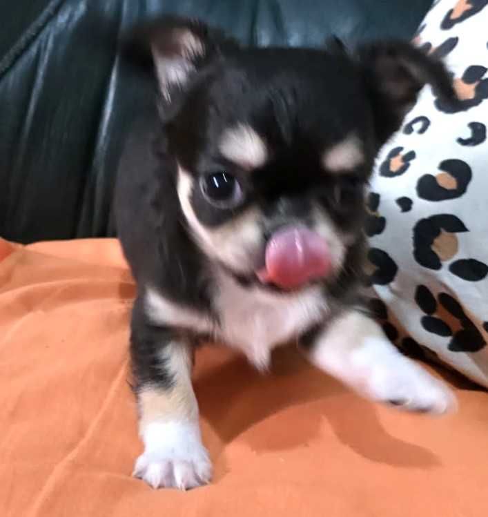 Chihuahua Fêmea, Cor Preto afogueado. Pêlo comprido.