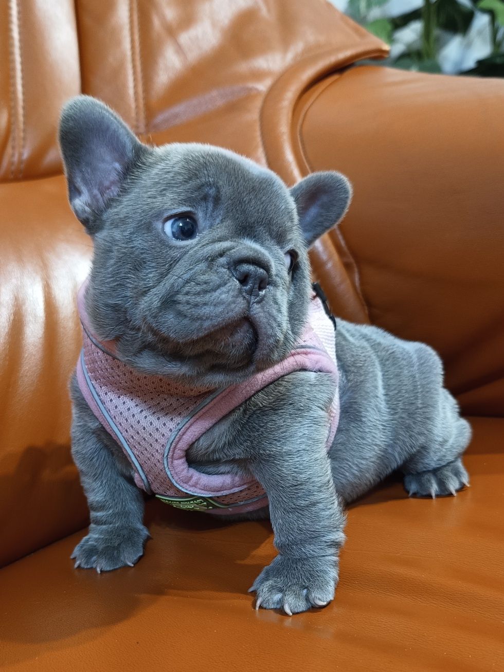 Buldog francuski