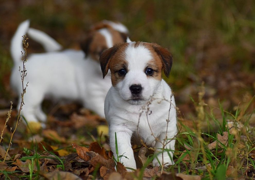 Jack Russell Terrier FCI ZKwP