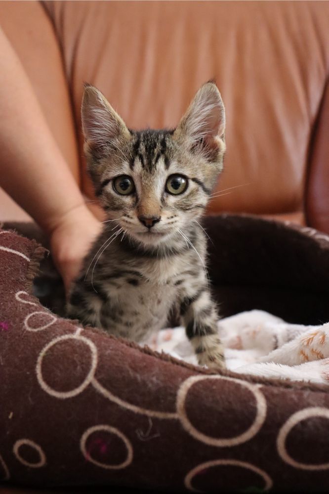 Gatinhos para adoção