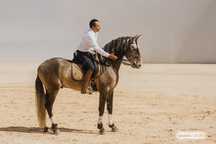 Cavalo Psl inteiro