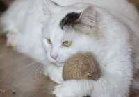 Хан пушистый красавец, шикарный кот 2 года