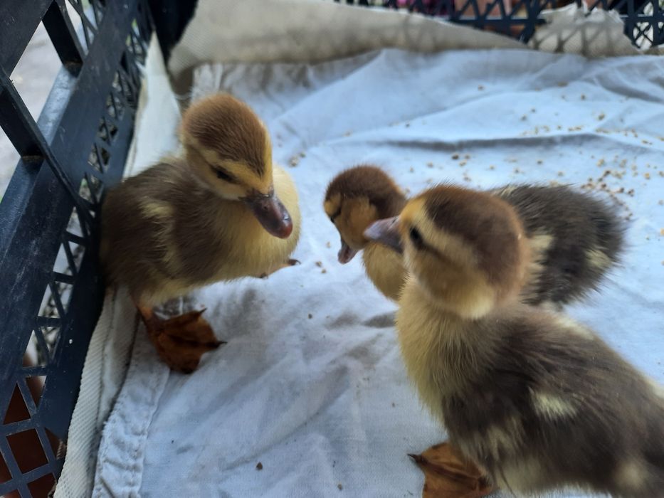 Індоутки, 18 днів