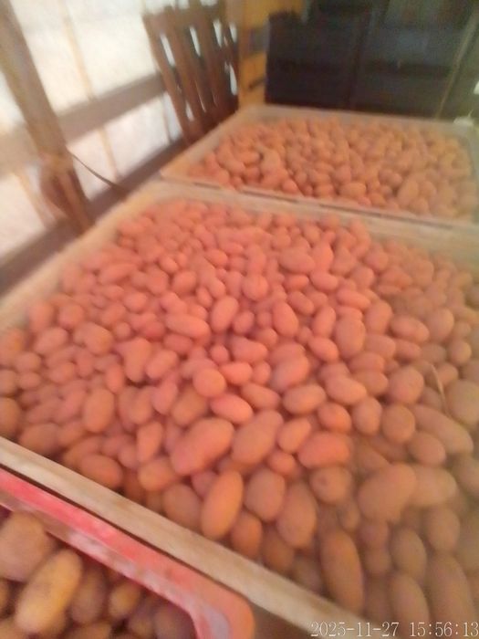 Batata Roxa Nova em quantidade