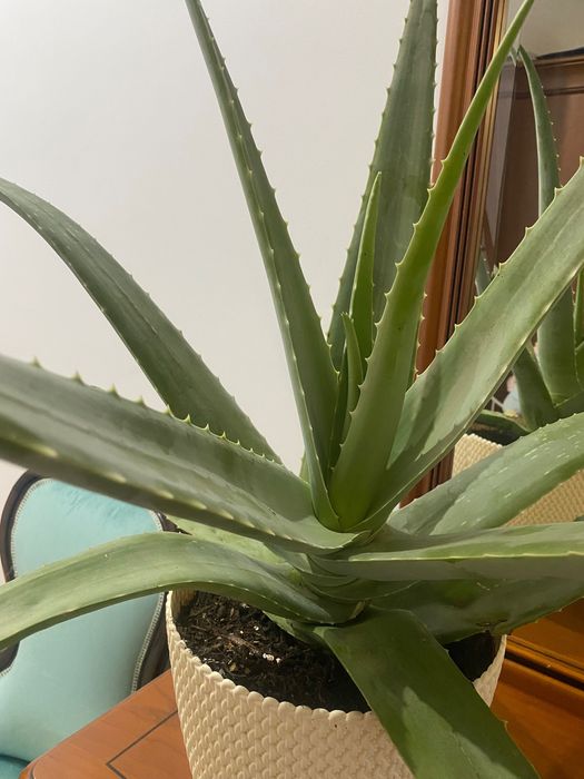 Aloé Vera Medicinal