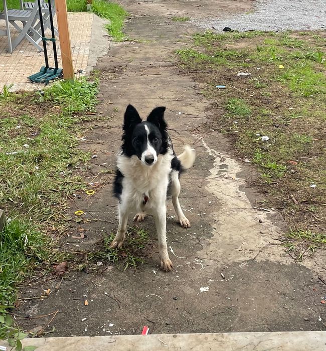 Filhote de Border Collie para adoção.