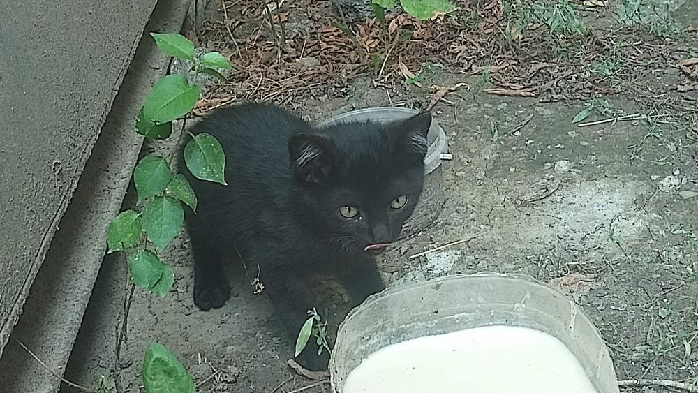 Віддам в добрі руки кошенят