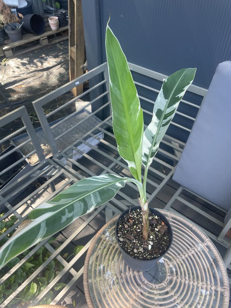 Bananowiec musa AEAE