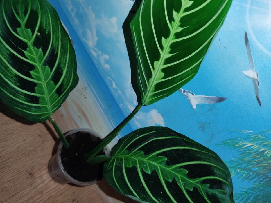 Генура варієгатна, есхінантус, цисус, маранта