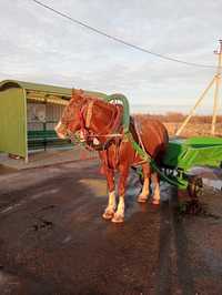 На лошади полностью вся сбруя