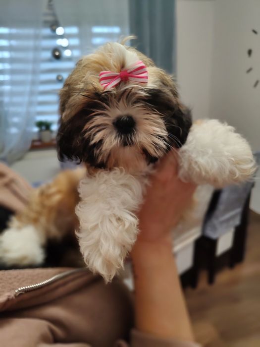 Śliczna Suczka Shih Tzu z rodowodem