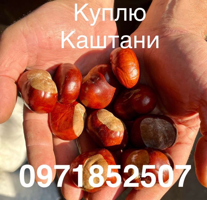 Самовивіз Каштанів від 100 кг